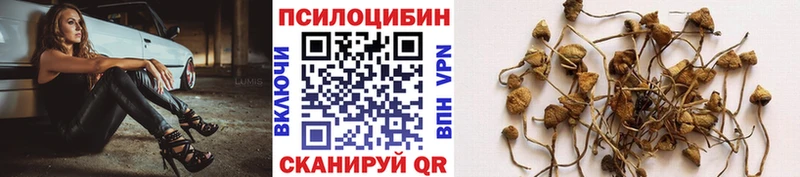 Купить где  Бобров  Псилоцибиновые грибы Magic Shrooms 